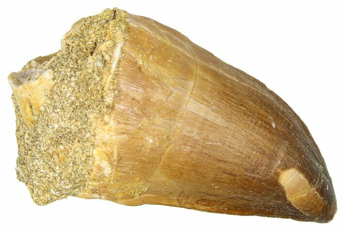 Fossil Mosasaur (Thalassotitan) Tooth - Morocco #374478